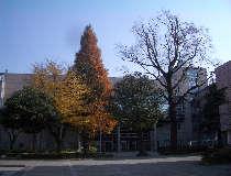秋の校舎